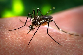 Aedes_aegypti - El mosquito cabrón transmisor del dengue